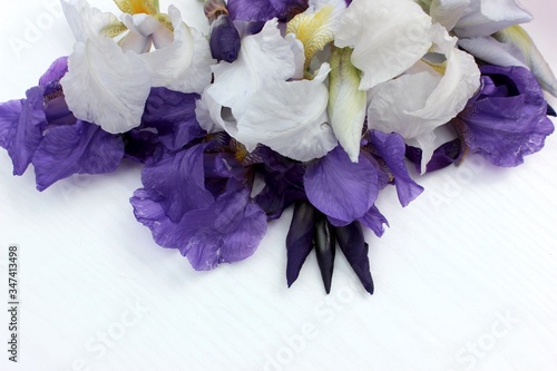 Obraz na płótnie Blue irises on a white background. Frame of fresh blue and white flowers isolated on a background with place for text. White petals on a colored Spring background. View from above. w salonie