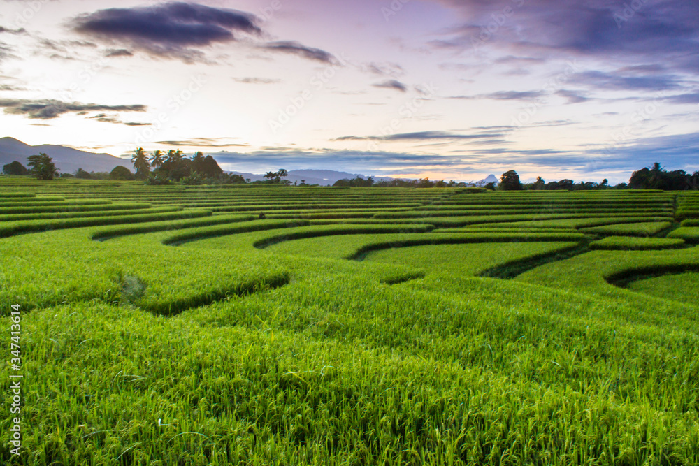 minimalism of rice fields with mountain range indonesia