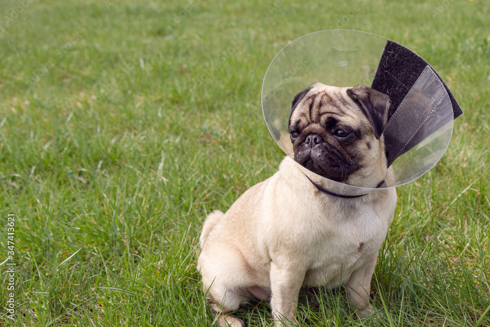 Pug dog while wearing Elizabethan collar in the shape of a cone for protection .