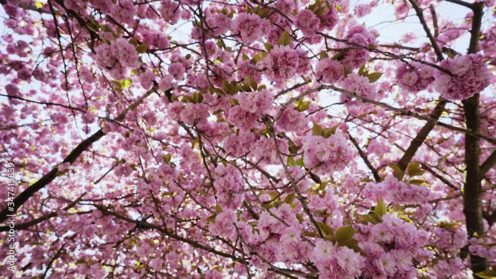 Beautiful cherry garden in Prague. Camera circling under cherry tree crowns in full flowering, bright sunshine rays light through branches covered with gentle blossoming pink flowers, low angle shot Beautiful cherry garden in Prague. Camera circling under cherry tree crowns in full flowering, bright sunshine rays light through branches covered with gentle blossoming pink flowers, low angle shot