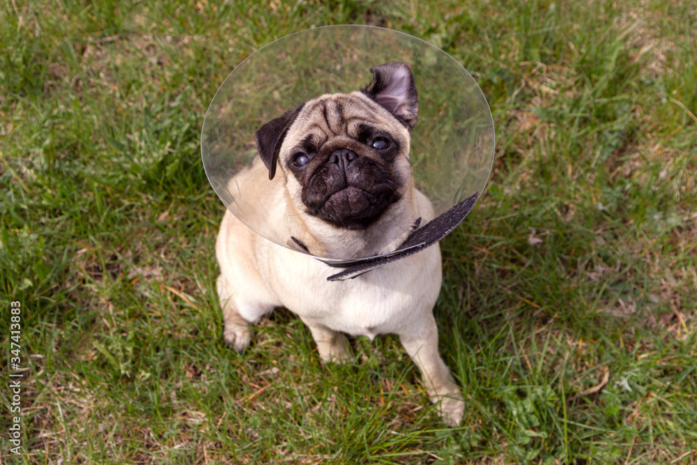 Pug dog while wearing Elizabethan collar in the shape of a cone for protection . Pug dog while wearing Elizabethan collar in the shape of a cone for protection .