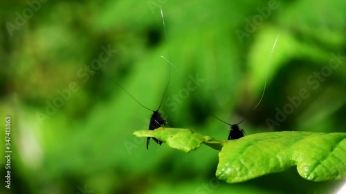 Green Longhorn Moth in dence of Love. They Latin name are Adela reaumurella. photo