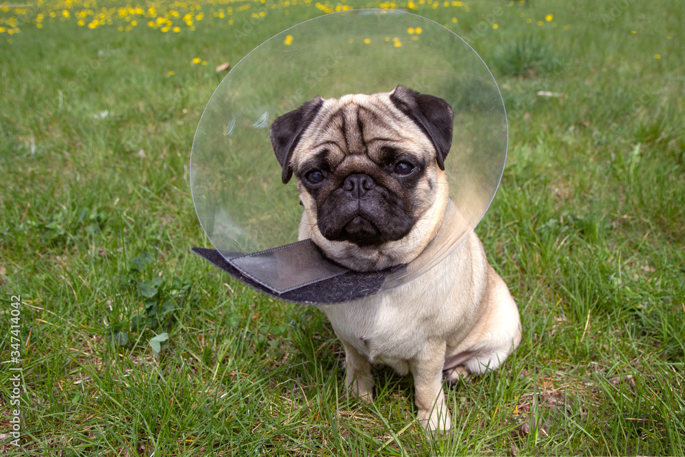 Pug dog while wearing Elizabethan collar in the shape of a cone for protection .