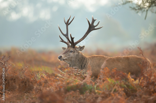 Close-up of an injured red deer stag on a misty morning © giedriius