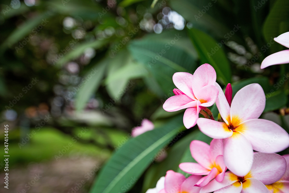 The Pink frangipani with leaves background. The Pink frangipani with leaves background.