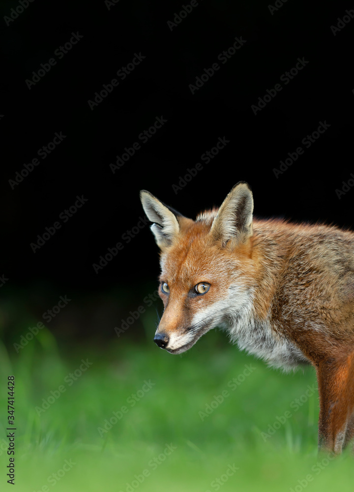 Fototapeta premium Red fox against dark background