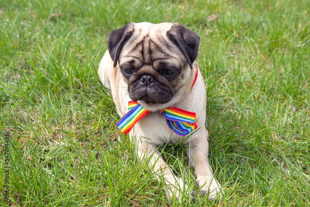 dog on the street with rainbow flag dog on the street with rainbow flag