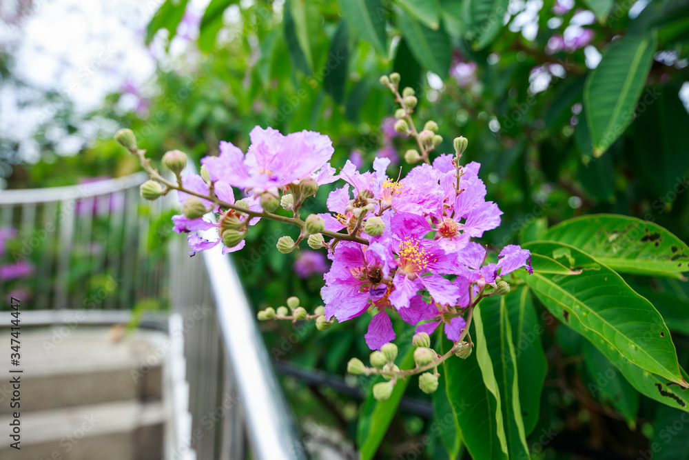 Obraz premium Lagerstroemia, crape myrtle flower.