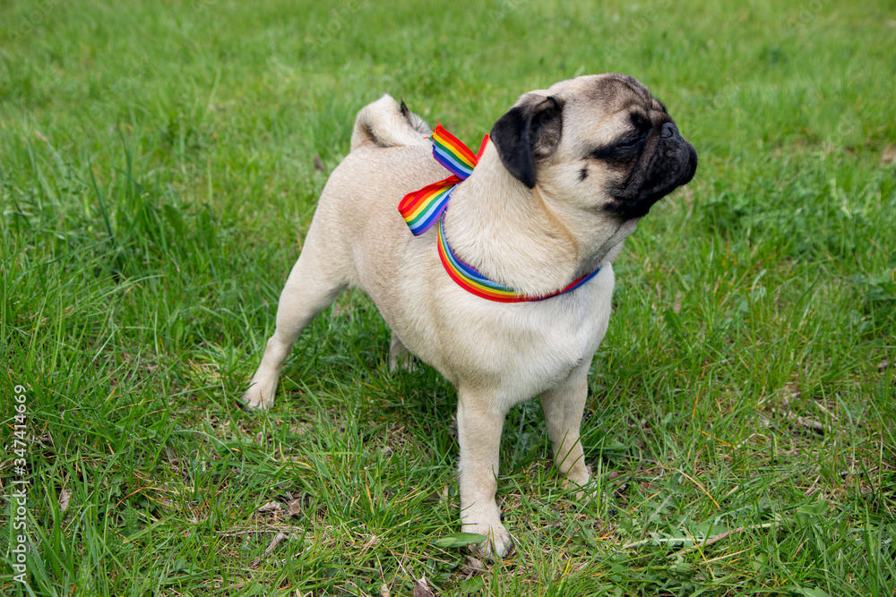dog on the street with rainbow flag dog on the street with rainbow flag