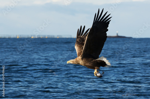 White-tailed sea Eagle in flight with a fish in claws