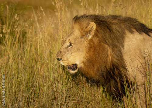 Male Lion with his big mane in the African Savanna
