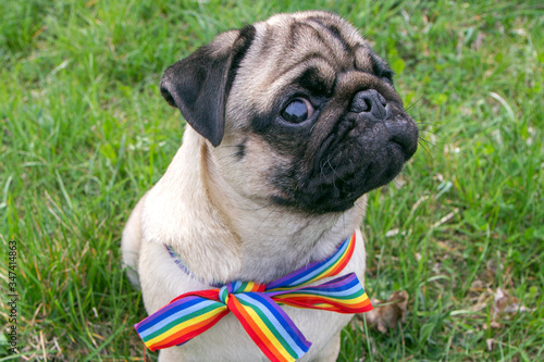 dog on the street with rainbow flag