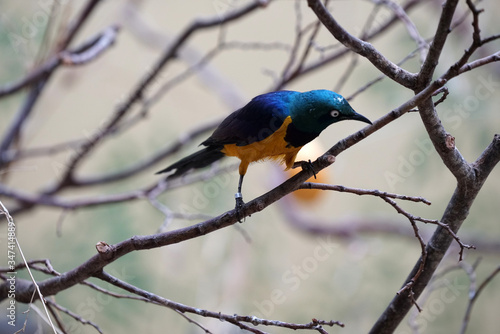 wild blue birdis sitting on a branch