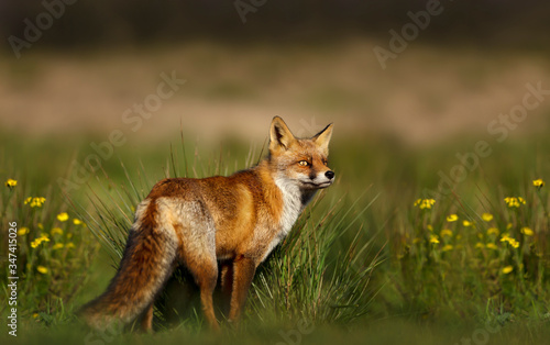 Close up of a red fox standing in the meadow © giedriius