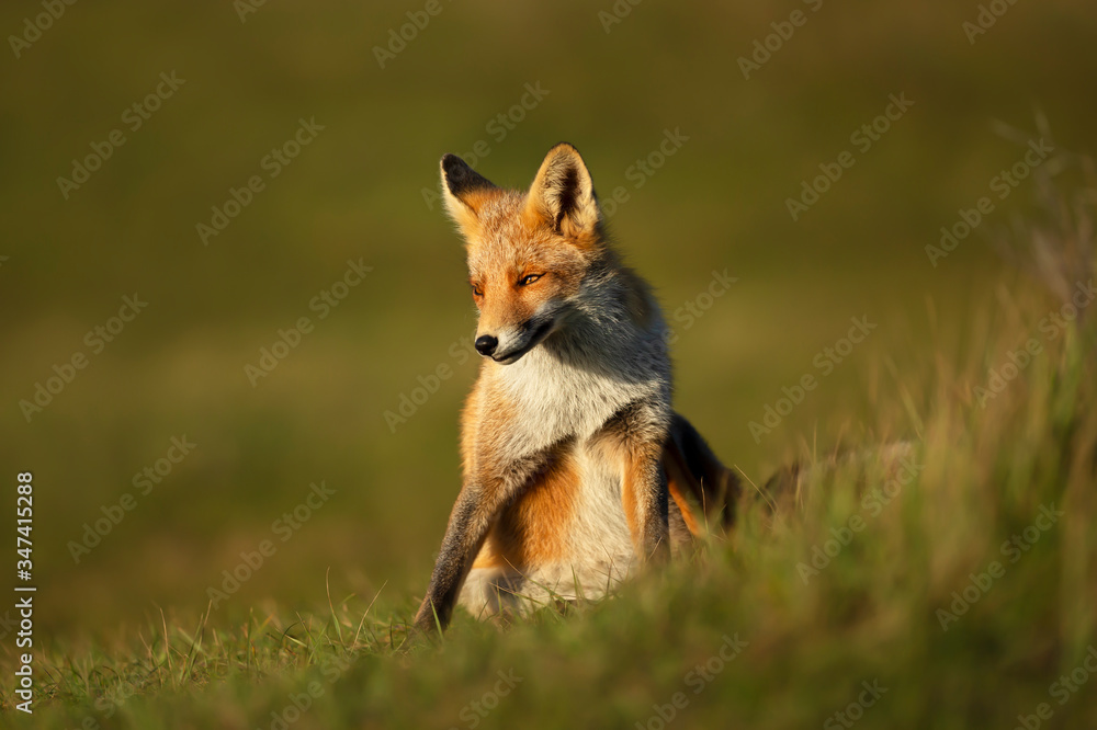 Close up of a red fox sitting in green grass Close up of a red fox sitting in green grass