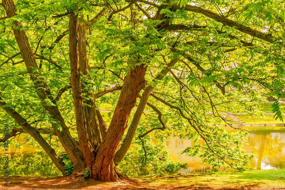 Naklejka premium frische Blätter und Äste der Esche im Frühling mit Reflektion im Wasser