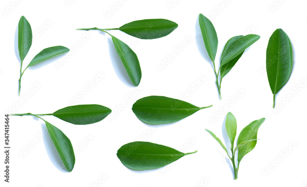 Citrus leaves or lemons on a white isolated background.