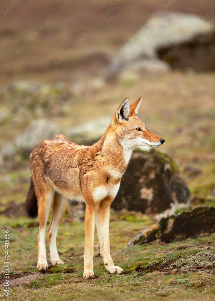 Rare and endangered Ethiopian wolf Rare and endangered Ethiopian wolf