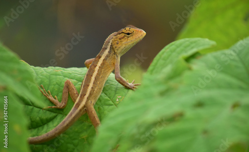 Oriental garden lizard (Calotes versicolor) - Garden lizards are relaxing on tree branches, camouflage garden lizards. Close up chameleon details. © Eksapedia