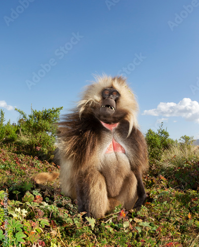 Wallpaper Mural Close up of a male Gelada monkey sitting in grass Torontodigital.ca