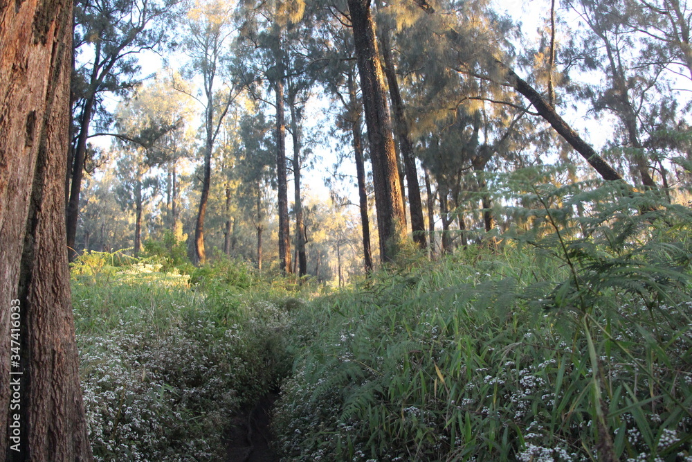 Fototapeta premium The Beautiful Nature Landscape in Inonesia Country