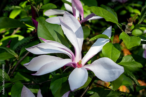 Magnolia flower in full blossom found in Coombe Park, South London. photo