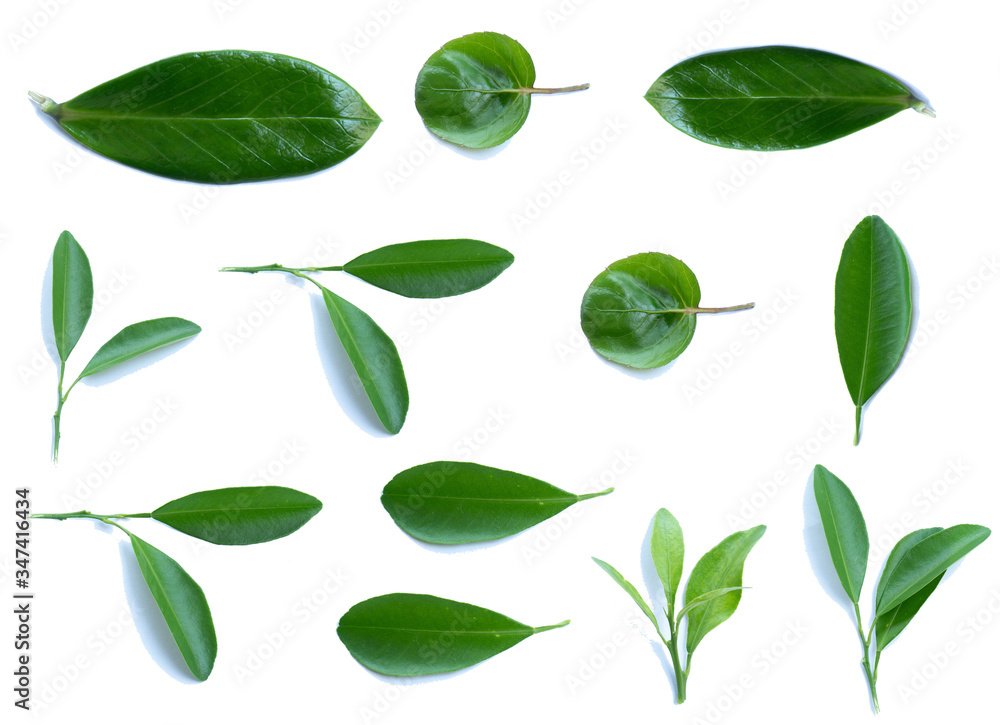 Green leaves on a white isolated background.