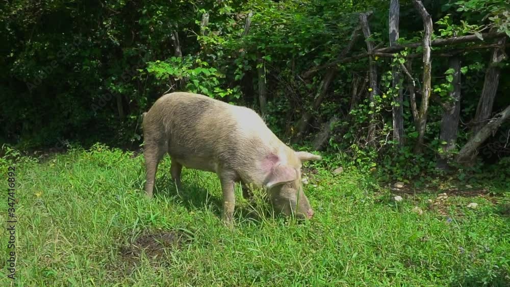 A large pig is resting in a dirty puddle on a farm in a village. Funny animals concept A large pig is resting in a dirty puddle on a farm in a village. Funny animals concept