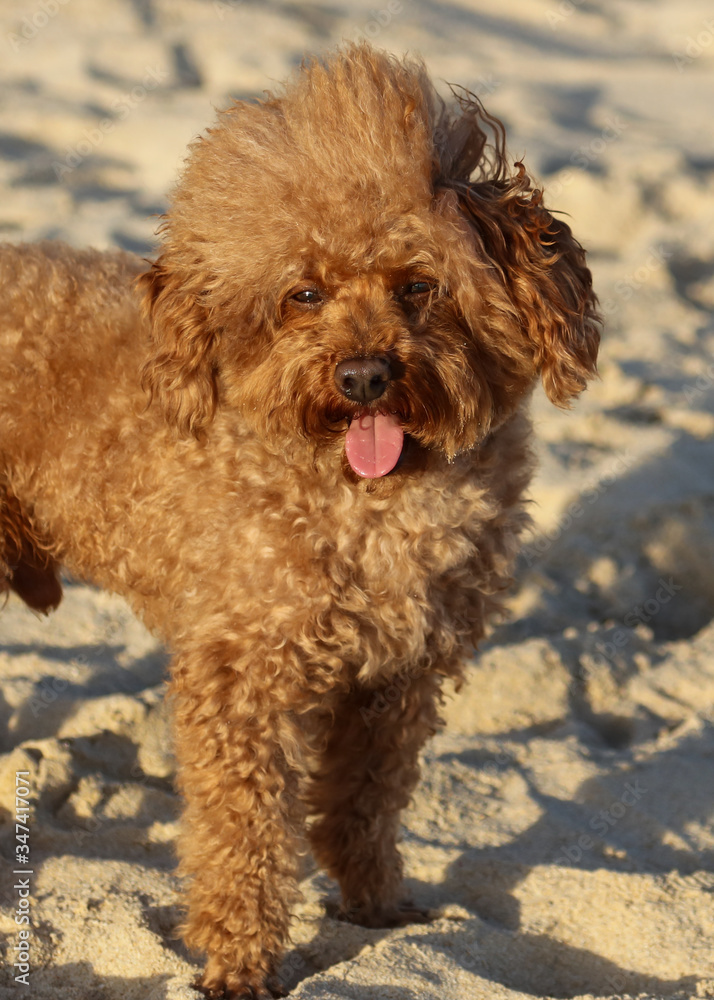 A dog walks in the sand. A dog walks in the sand.