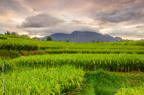 beauty terrace of rice fields in the morning