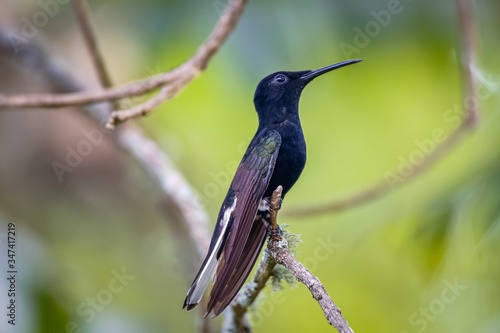 Sideview of a Black jacobin perched on a branch against defocused background, Itatiaia, Rio de Janeiro, Brazil 