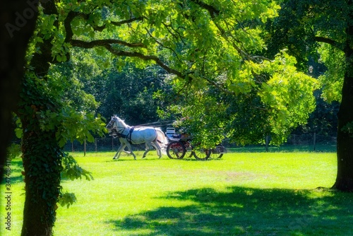 Canvastavla Lipizzan Horses with Carriage/Coach