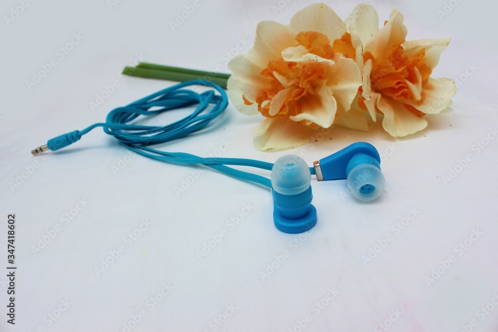 Dark blue headphones isolated on white, in the background flowers. Dark blue earphone on a background of yellow daffodils flowers isolated on white. Side view, copyspace