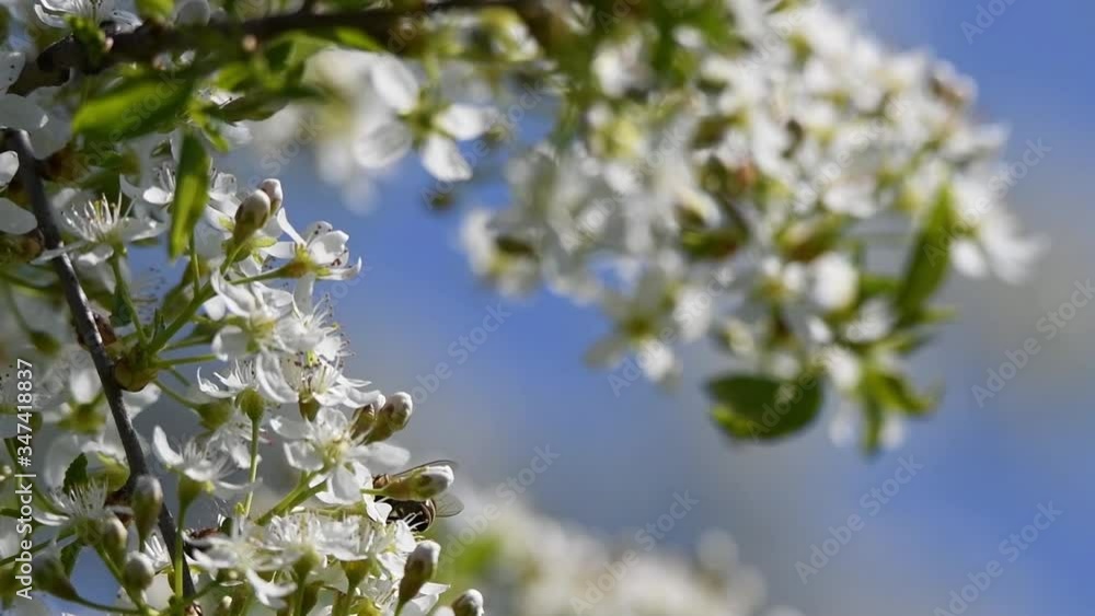 Honey bees on prunus mahaleb flowers. Honey bees on prunus mahaleb flowers.