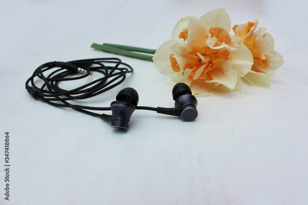 Black headphones isolated on white, in the background flowers. Black earphone on a background of yellow daffodils isolated on white. Side view, copyspace