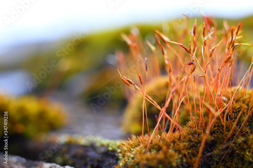Beautiful red green orange yellow brown small ancient perennial forest plant moss Kukushkin flax Polytrichum commune with boxes spores grows on an old gray from moisture and aging wooden board, macro photo
