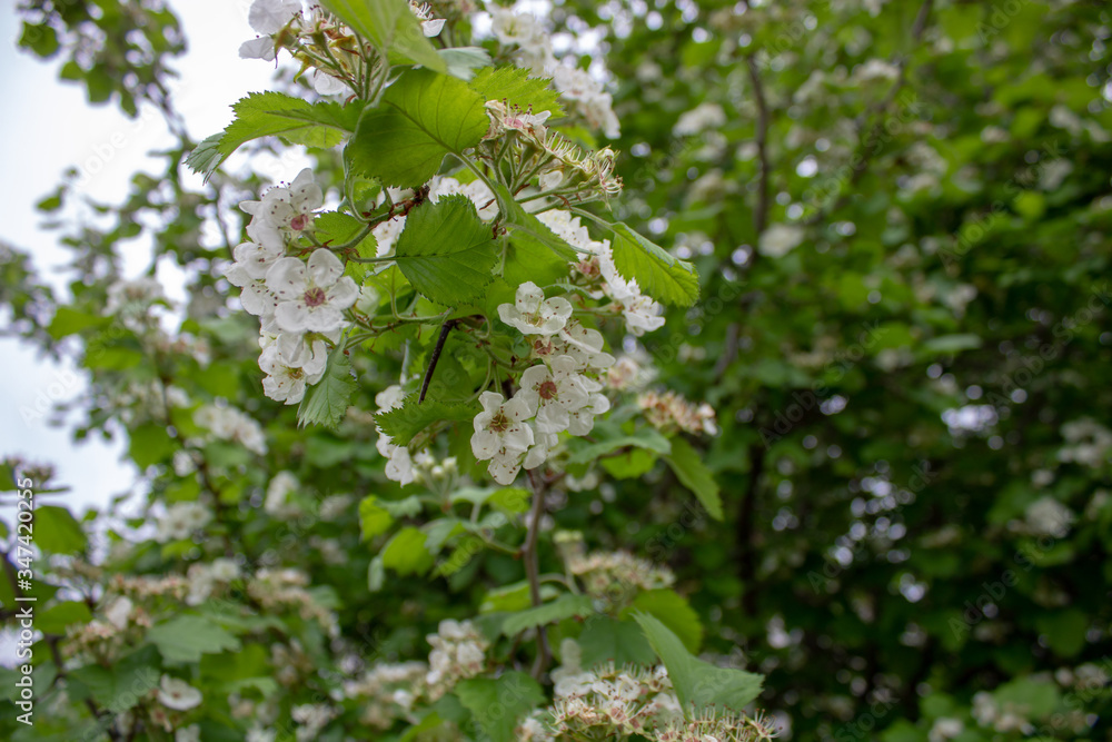 Hawthorn tree flowers on a spring day. Hawthorn tree flowers on a spring day.