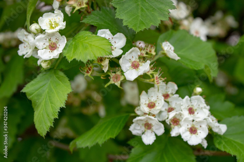 Hawthorn tree flowers on a spring day.