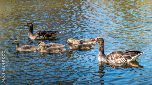 Goose family swimming on a beautiful blue lake.