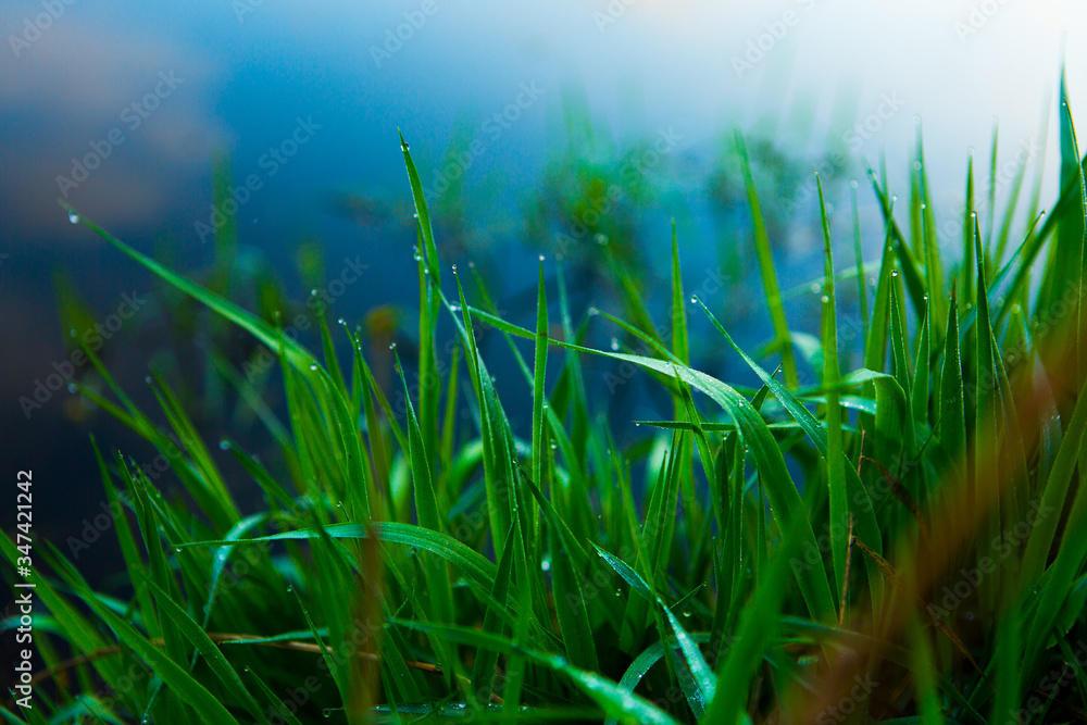 Water drops on the green grass. Green wet grass with dew. Close up of fresh grass with water drops in the early morning Water drops on the green grass. Green wet grass with dew. Close up of fresh grass with water drops in the early morning