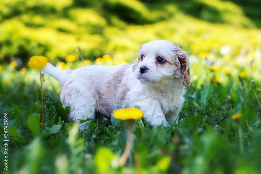 Fototapeta premium Small cute Little White Dog