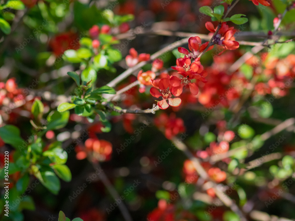 Quince tree blooming in spring Quince tree blooming in spring