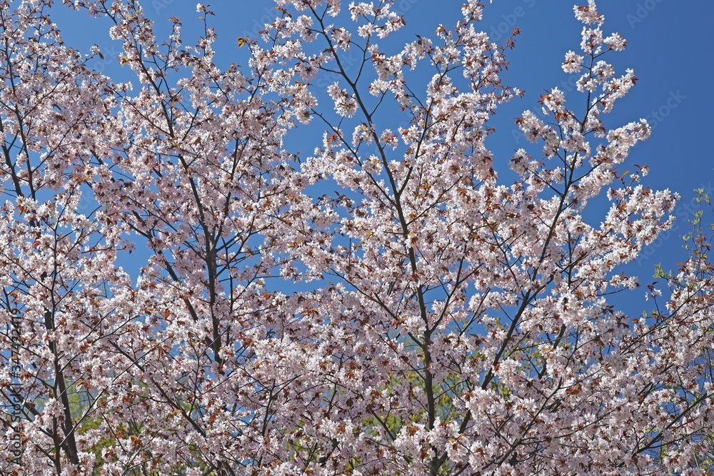 beautiful blooming sakura in spring