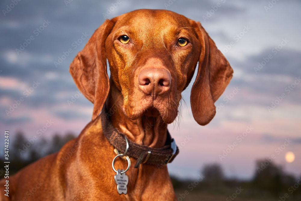 Beautiful Hungarian Vizsla hunting dog close up. Looking into camera at sunset with colorful vibrant sky background