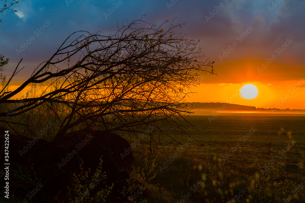 Sunset on the field. Beautiful sunset landscape with large field and a forest on background