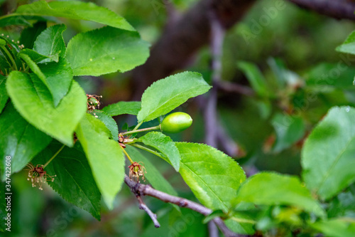 Cherry branch with green leaves during the appearance of the fruit.