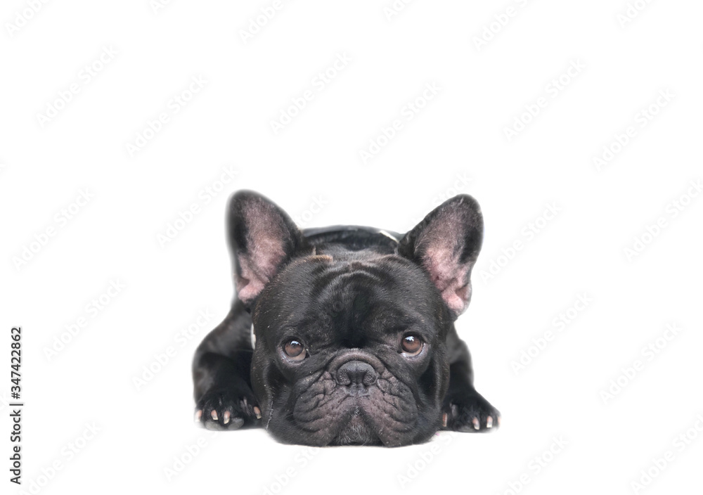 Adorable French bulldog puppy lying on over white background, with space for your text design. Cute dog.