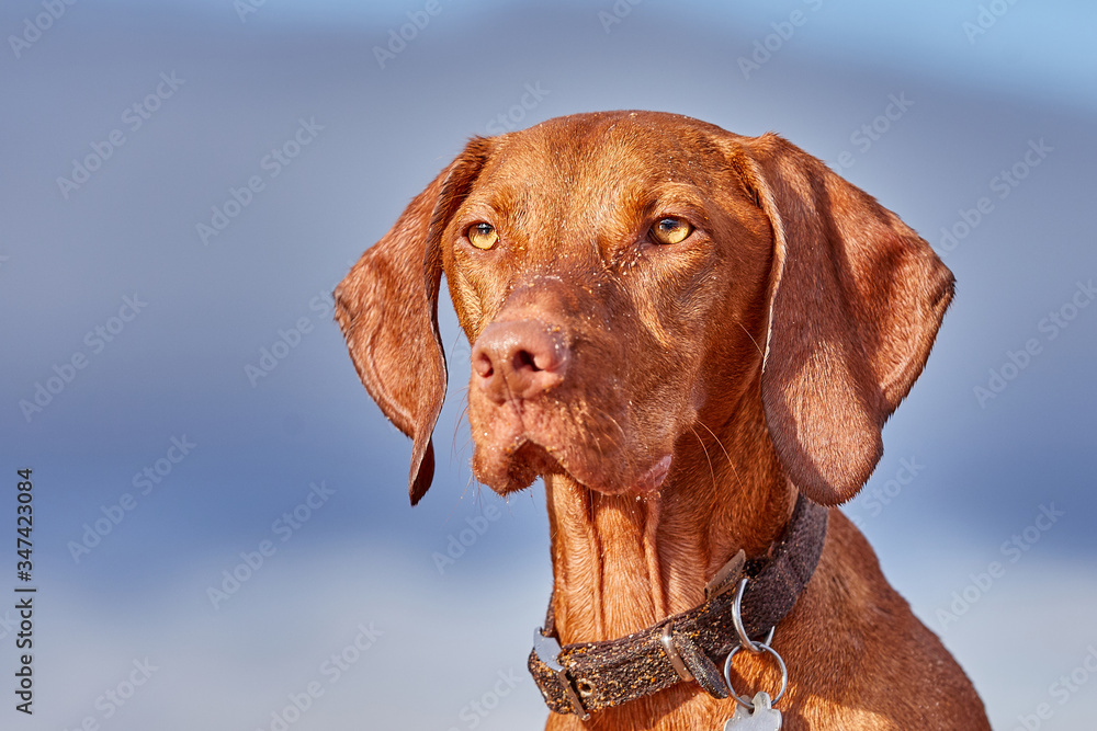 Beautiful Hungarian Vizsla hunting dog close up. Looking into the distance with colorful vibrant background. Beautiful Hungarian Vizsla hunting dog close up. Looking into the distance with colorful vibrant background.