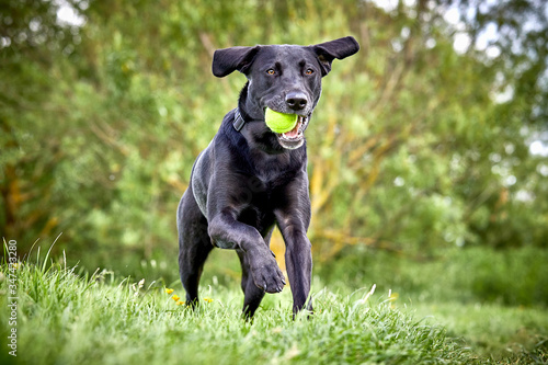 Photography Happy Labrador pure breed dog running through the park retrieving tennis ball