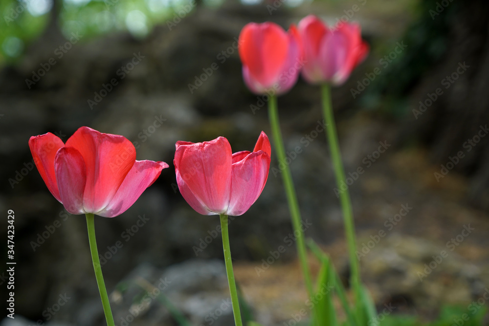 red tulips in the garden red tulips in the garden